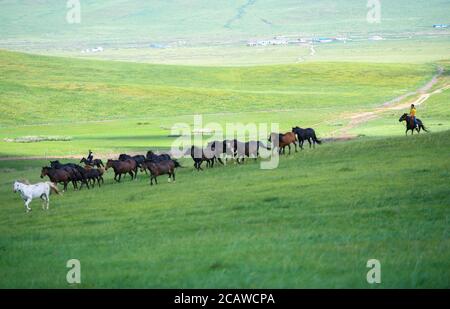 (200809) -- XILIN GOL, 9 agosto 2020 (Xinhua) -- Xilinhua alleva cavalli sulla prateria di Baiyinxile a Xilinhot, regione autonoma della Mongolia interna della Cina del nord, 4 agosto 2020. La vendetta estiva è stata il periodo dell'anno preferito di Xilinhua. Per frequentare la scuola media, l'età di 14 anni vive la maggior parte del tempo con i suoi nonni nel centro di Xilinhot, separati dai suoi genitori che gestiscono un ranch sul pascolo Baiyinxile. Pertanto, l'estate significa sia rilassamento che ricongiungimento al settimo grado. Gangsuhe, padre di Xilinhua, è un famoso cavaliere. Imparando da lui, Xilinhua aveva anche padroneggiare l'eque Foto Stock