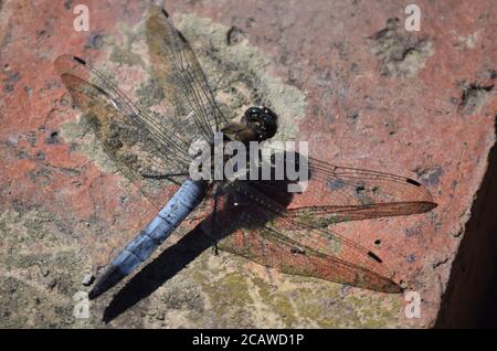 Libellula corposo crogiolarsi al sole Foto Stock