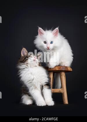 Carino nero tabby blotted con bianco e pieno occhio dispari norvegese cuccioli Forestcat, giocando su e accanto piccola sedia di legno. entrambi guardando sid Foto Stock