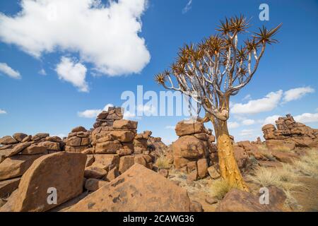 L'albero del quiver, o dicotoma aloe, o Kocurboom, una delle piante più interessanti e caratteristiche del Parco giochi del Gigante, in Namibia Foto Stock