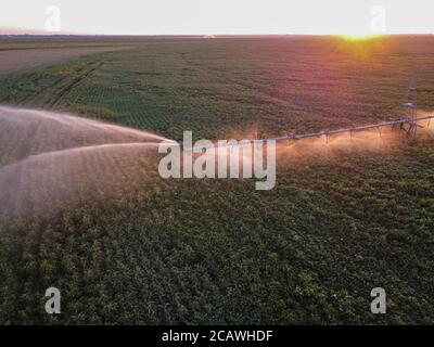 Mattina annaffiatura di campi, una fontana di acqua che acque piante in zone di agricoltura. Foto Stock