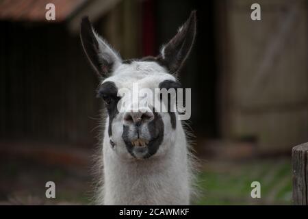 Primo piano di un lama bianco con occhi neri, bocca e orecchie Foto Stock