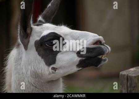 Primo piano di un lama bianco con occhi neri, bocca e orecchie Foto Stock