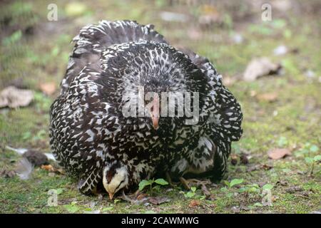 Grande madre Wyandotte pollo seduta sui suoi pulcini bambino Foto Stock