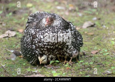 Grande madre Wyandotte pollo seduta sui suoi pulcini bambino Foto Stock