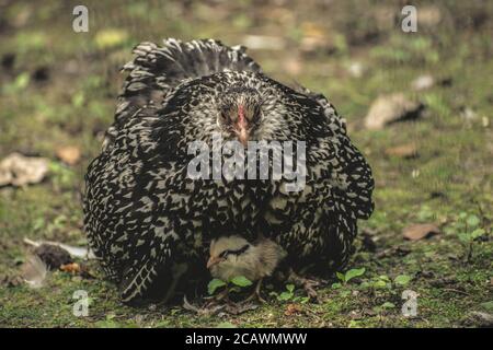 Grande madre Wyandotte pollo seduta sui suoi pulcini bambino Foto Stock