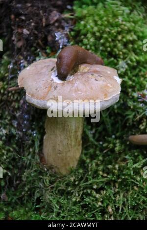 Uno Slug sul fungo d'autunno Foto Stock