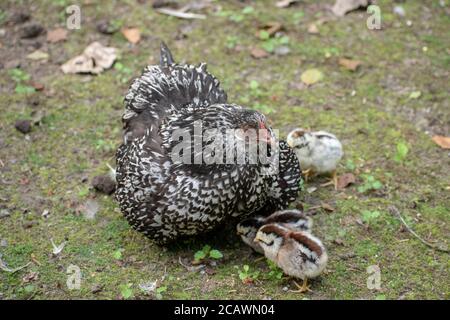 Foto ad alto angolo di un grande pollo Wyandotte circondato da i suoi pulcini del bambino Foto Stock