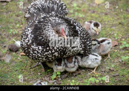 Foto ad alto angolo di un grande pollo Wyandotte circondato da i suoi pulcini del bambino Foto Stock