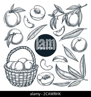Pesche sul ramo e nel cestello, illustrazione vettoriale dello schizzo. Raccolta di frutta dolce, giardino disegnato a mano agricoltura e fattoria elementi di progettazione isolati. Illustrazione Vettoriale