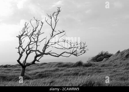 Albero inclinato solitario a Cap Graz Nez Foto Stock