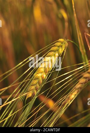 Un raccolto di Barley matura lentamente nello Yorkshire Country Side. REGNO UNITO Foto Stock