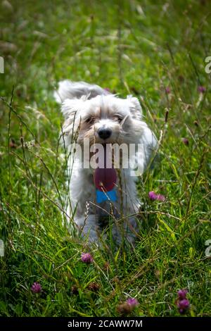 Cane Crested cinese in erba Foto Stock