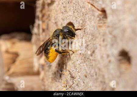 Orange-ventilato muratore ape (Osmia leaiana) femmina che fornisce il suo nido in un hotel delle api con polline, Regno Unito, agosto Foto Stock