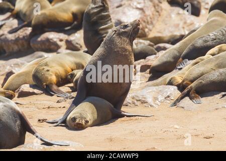 Due sigilli che creano nella colonia di sigilli di Capo Croce, Namibia Foto Stock