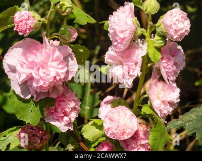 Peony forma due fiori rosa estate del giardino cottage hollyhock, Alcea rosea 'Chater's Pink' Foto Stock