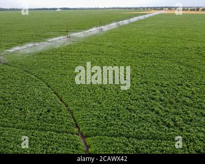 Ampio campo rotondo di semi di soia con irrigazione automatica, un sistema per innaffiare i raccolti. Foto Stock