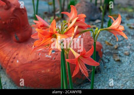 Bel fiore di velluto rosso hippeastrum. Royal Velvet, amaryllis rosso su sfondo bianco. Foto Stock