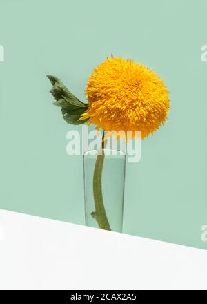 Un grande girasole decorativo giallo in un vaso di vetro su uno sfondo color menta. Vista ad angolo basso, sotto la linea dell'occhio. Creatività minimale fermo vita. Foto Stock
