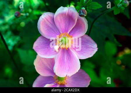 ANEMONE GIAPPONESE (FASCINO SETTEMBRE) Foto Stock