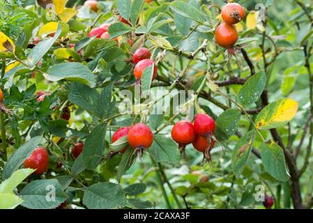rosso frutti di bosco di rosa closeup fuoco selctive Foto Stock