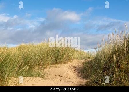 Dune di sabbia ricoperte di erba di Marram, a Formby in Merseyside, in una soleggiata mattina estiva Foto Stock