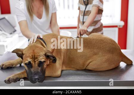 donna e ragazzo controllare la respirazione del cane, utilizzare uno stetoscopio in clinica di veterinario. animale malato giacere sul tavolo durante l'esame Foto Stock
