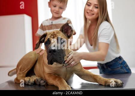 cane amante dell'animale domestico con il proprietario in clinica, donna adorabile è venuto con il figlio ed il loro animale domestico alla clinica del veterinario per controllare la salute Foto Stock