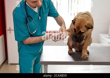 attento vet controllare chiodi e zampa di cane, animale domestico seduto sul tavolo, calma Foto Stock