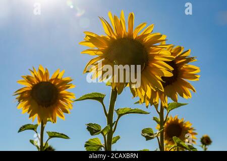 Guardando in su i girasoli vibranti contro un cielo blu chiaro Foto Stock
