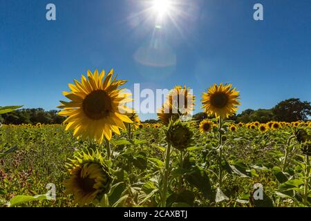 Un campo di girasoli vibranti in Sussex, in una giornata estiva soleggiata Foto Stock
