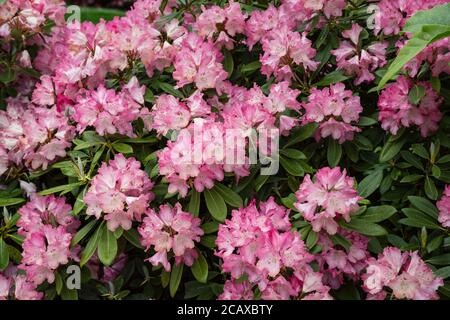 Rododendro rosa in piena fioritura in Cornovaglia, Regno Unito Foto Stock