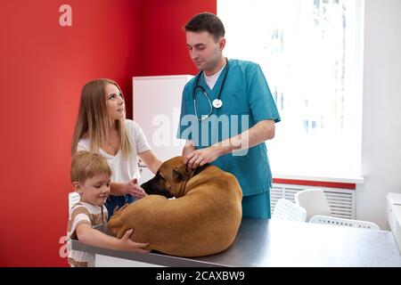 veterinario attento è preoccupato per la salute del cane, aiutarlo a curare, trattarlo in presenza dei suoi proprietari Foto Stock