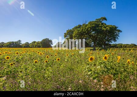 Un campo di girasoli vibranti in Sussex, in una giornata estiva soleggiata Foto Stock