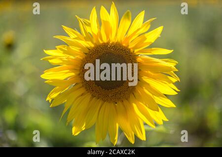 Un girasole sotto il sole estivo, con una profondità di campo poco profonda Foto Stock