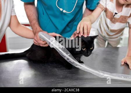 giovane veterinario cropped abile sta esaminando un animale, gatto nero calmo seduto sul tavolo, non nervoso Foto Stock