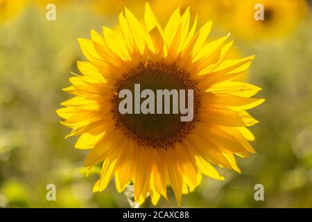 Un girasole sotto il sole estivo, con una profondità di campo poco profonda Foto Stock