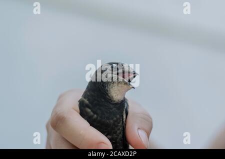 Ritratto di Swift con bocca aperta in mani femminili. Salvezza dei giovani veloci. Amore per gli animali. Primo piano. Messa a fuoco selettiva Foto Stock