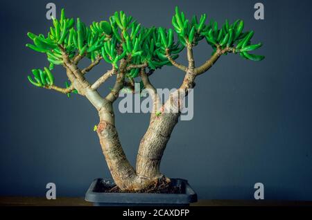 Pianta succulenta chiamata Crassula ovata Gollum, comunemente conosciuta come pianta di giada, pianta fortunata, pianta di denaro o albero di denaro Foto Stock