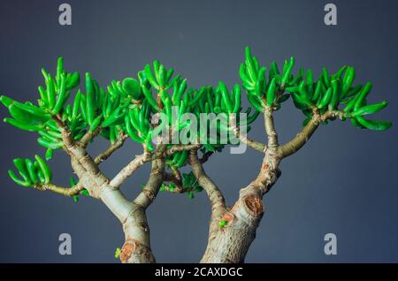 Foglie di una pianta succulenta chiamata Crassula ovata Gollum, comunemente conosciuta come pianta di giada, pianta fortunata, pianta di denaro o albero di denaro Foto Stock