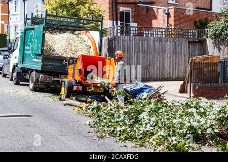 Un operaio arboricolo in un elmetto che alimenta i rami in una squartatrice di legno, Crouch End, Londra, Regno Unito Foto Stock