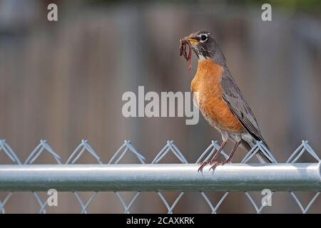 Un Robin americano innalza un verme di terra nel suo becco mentre si trova su una recinzione a catena. Foto Stock