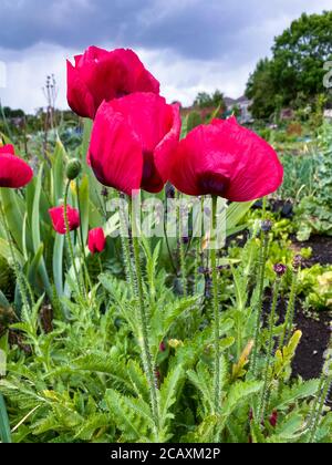 Fiori di papaveri rossi che crescono in Gran Bretagna assegnazione Foto Stock