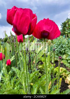 Fiori di papaveri rossi che crescono in Gran Bretagna assegnazione Foto Stock