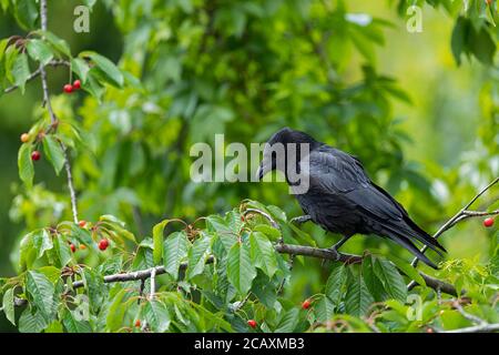 Carrion Crow adulto in un albero di ciliegio. Foto Stock