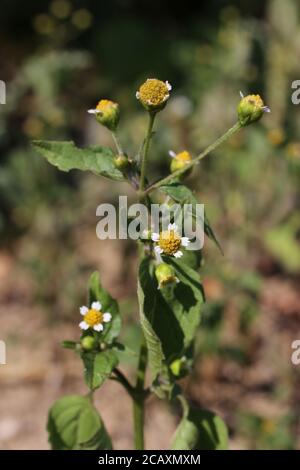 Galinsoga parviflora, gallante soldato. Pianta selvaggia sparata in estate. Foto Stock