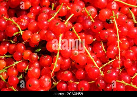 Primo piano di ribes rosso dopo la raccolta Foto Stock