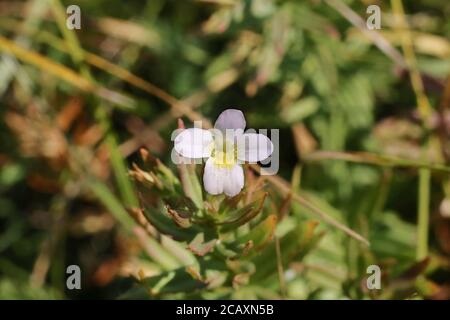 Gratiola officinalis, Hedge hysssop. Pianta selvaggia sparata in estate. Foto Stock