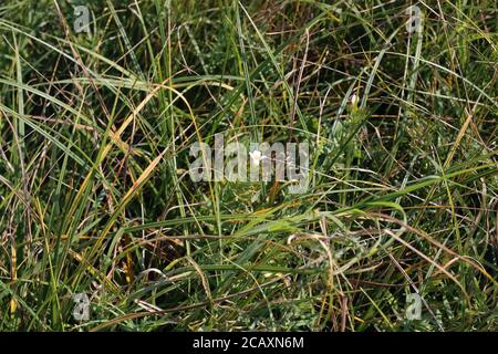 Gratiola officinalis, Hedge hysssop. Pianta selvaggia sparata in estate. Foto Stock