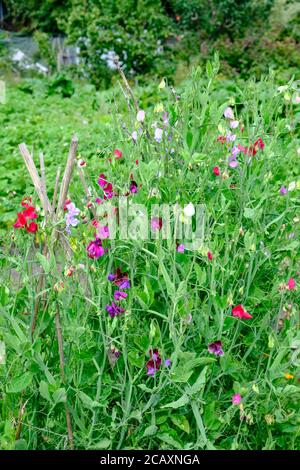 Sweetpeas in fiore, crescendo su assegnazione UK Foto Stock